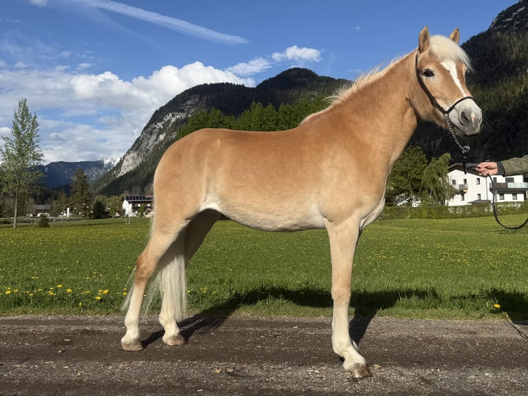 Haflinger Stute 13 Jahre 150 cm  in Leutasch