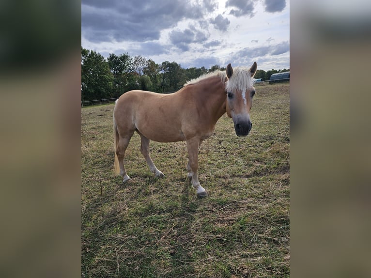 Haflinger Stute 13 Jahre 150 cm Fuchs in Uetze