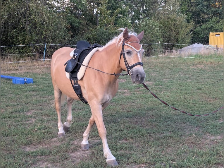Haflinger Stute 13 Jahre 150 cm Fuchs in Uetze