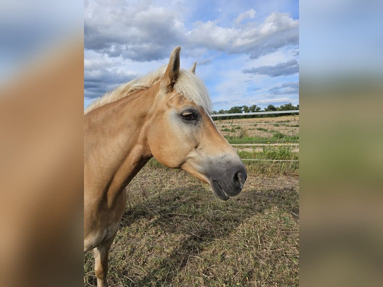 Haflinger Stute 13 Jahre 150 cm Fuchs in Uetze