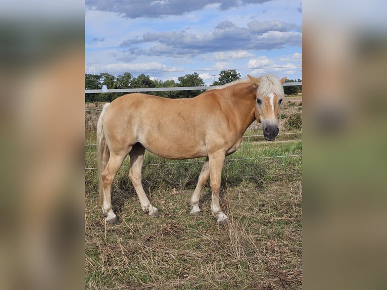Haflinger Stute 13 Jahre 150 cm Fuchs in Uetze