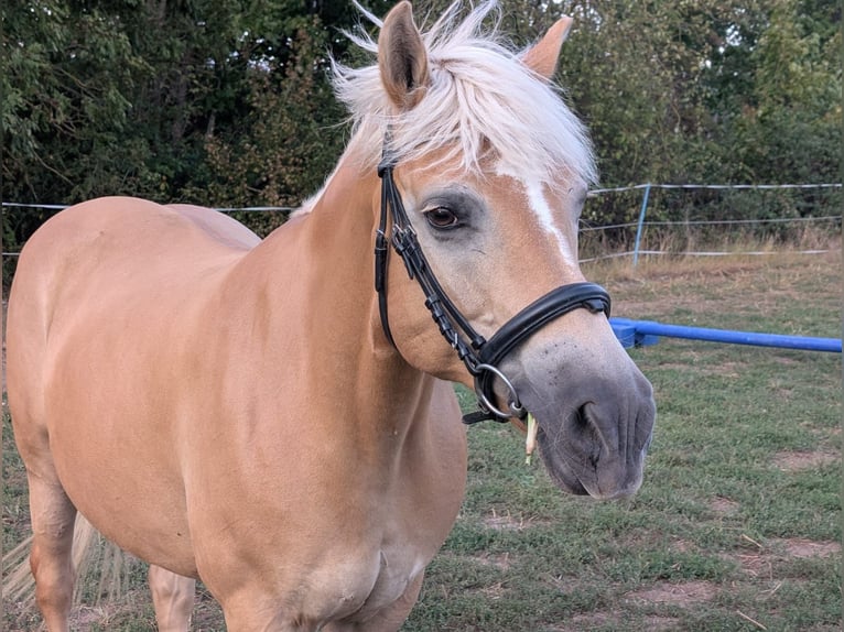 Haflinger Stute 13 Jahre 150 cm Fuchs in Uetze