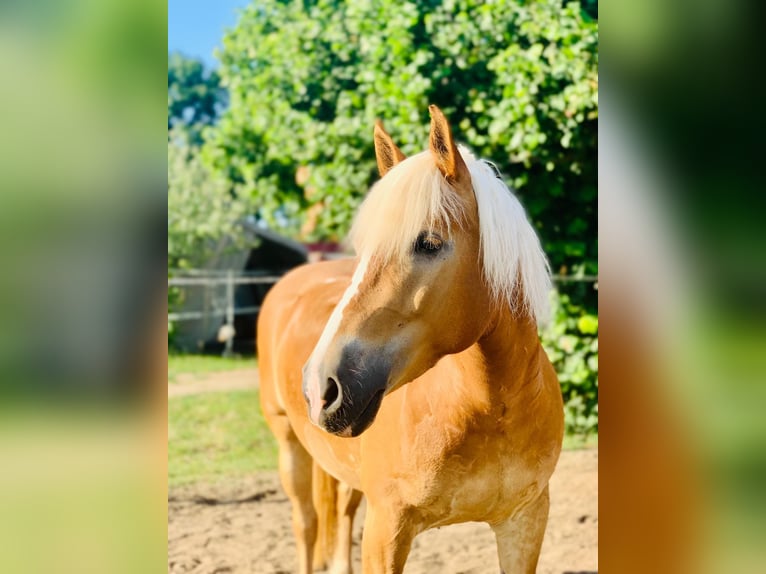 Haflinger Stute 13 Jahre 150 cm Hellbrauner in Oberschwarzach ( Mutzenroth)