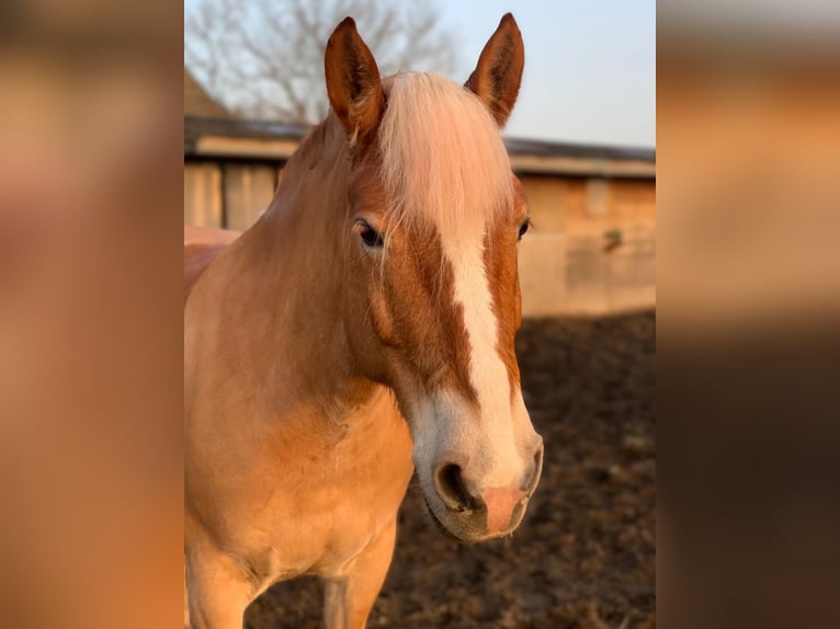 Haflinger Stute 13 Jahre 150 cm Hellbrauner in Oberschwarzach ( Mutzenroth)