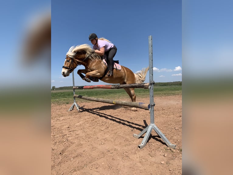 Haflinger Stute 13 Jahre 150 cm Hellbrauner in Oberschwarzach ( Mutzenroth)