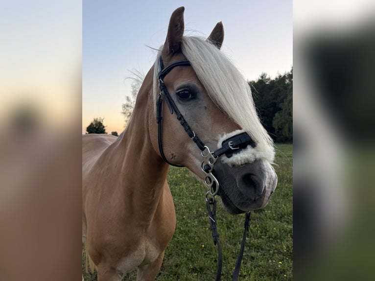 Haflinger Stute 13 Jahre 150 cm Hellbrauner in München
