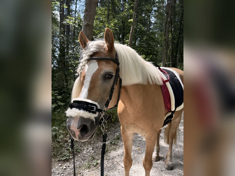 Haflinger Stute 13 Jahre 150 cm Hellbrauner in München