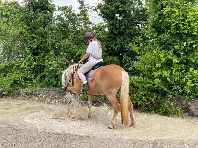 Haflinger Stute 13 Jahre 150 cm Hellbrauner in München