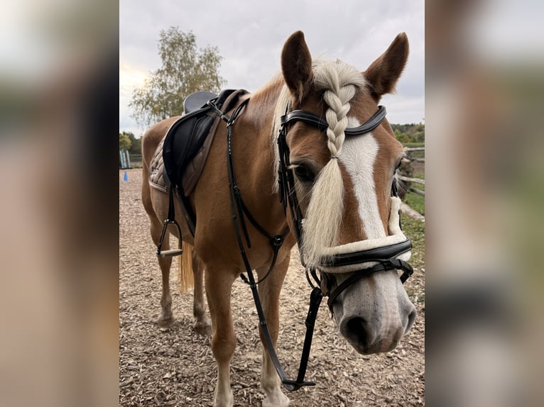 Haflinger Stute 13 Jahre 150 cm Hellbrauner in München