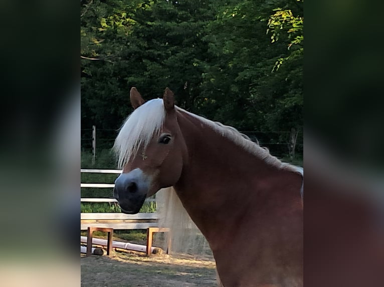 Haflinger Stute 13 Jahre 152 cm Fuchs in Rauenberg