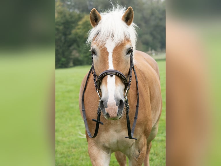 Haflinger Stute 13 Jahre 155 cm in Deggendorf