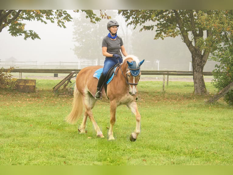 Haflinger Stute 13 Jahre 155 cm in Deggendorf