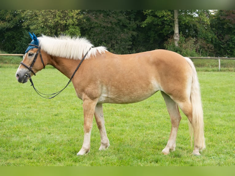 Haflinger Stute 13 Jahre 155 cm in Deggendorf