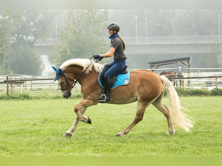 Haflinger Stute 13 Jahre 155 cm in Deggendorf