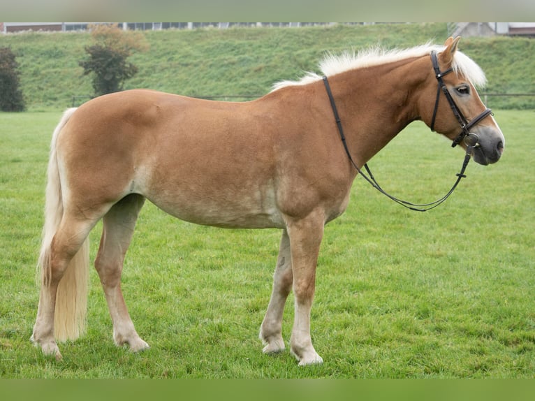Haflinger Stute 13 Jahre 155 cm in Deggendorf
