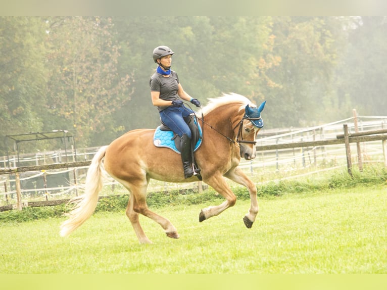Haflinger Stute 13 Jahre 155 cm in Deggendorf