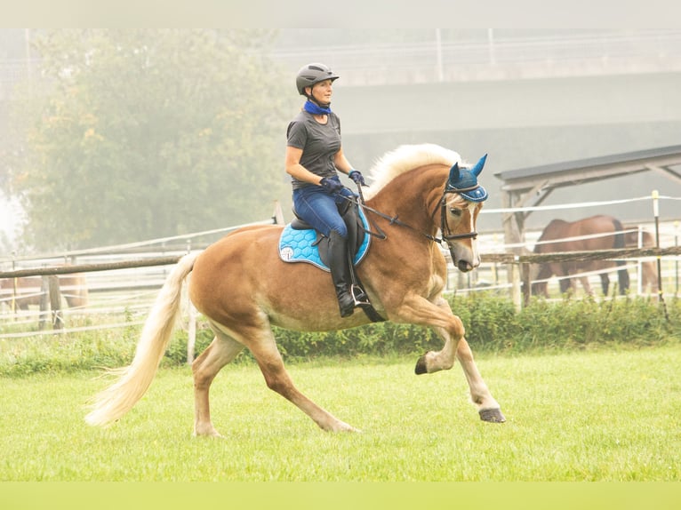 Haflinger Stute 13 Jahre 155 cm in Deggendorf