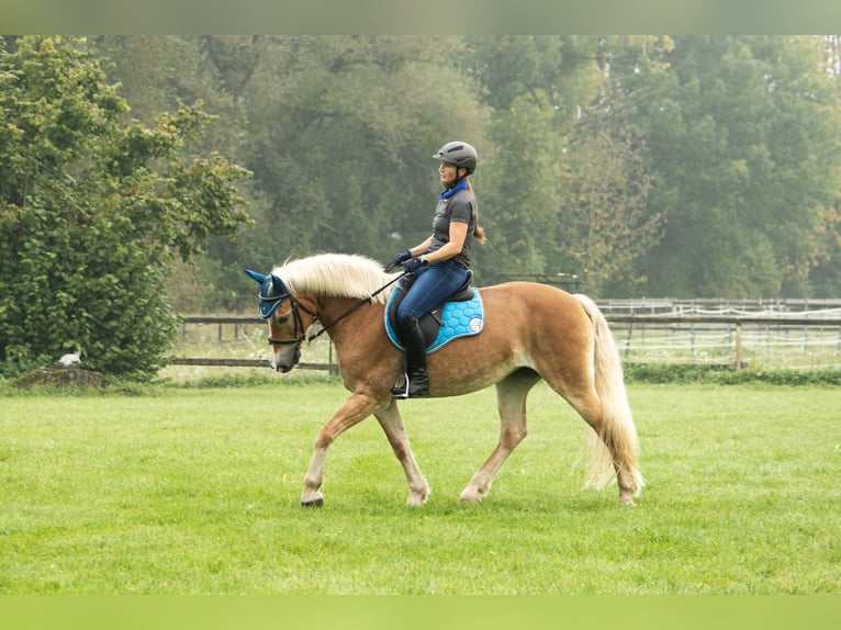 Haflinger Stute 13 Jahre 155 cm in Deggendorf