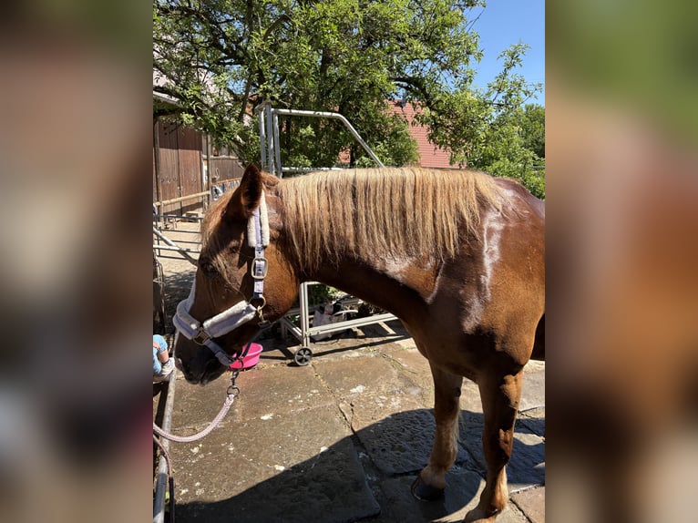 Haflinger Stute 13 Jahre 155 cm Fuchs in Sulz am Neckar