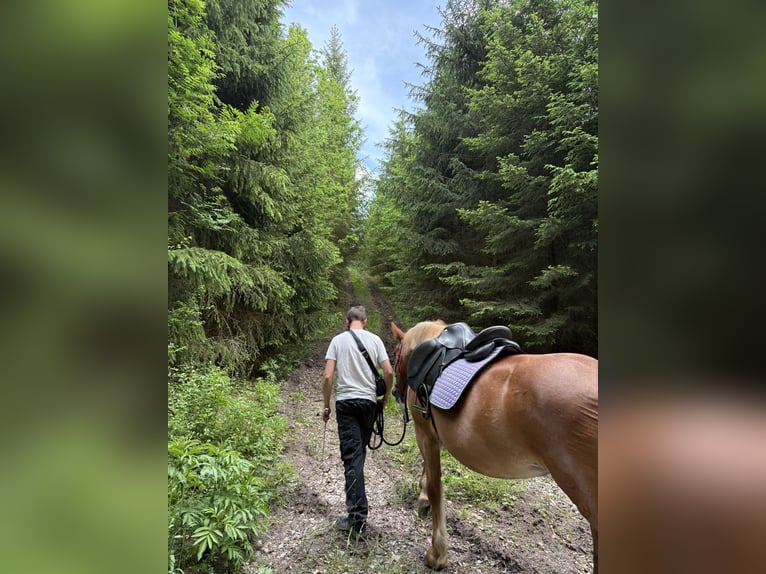 Haflinger Stute 13 Jahre 155 cm Fuchs in Sulz am Neckar