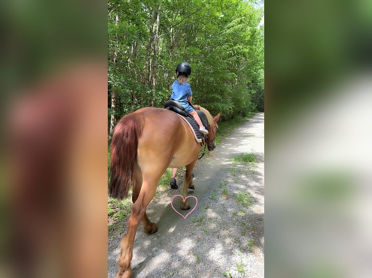 Haflinger Stute 13 Jahre 155 cm Fuchs in Sulz am Neckar