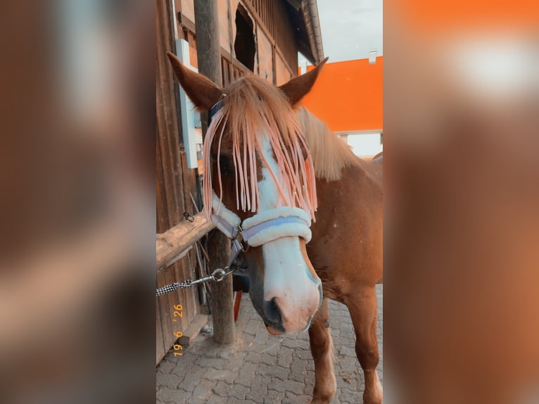 Haflinger Stute 13 Jahre 155 cm Fuchs in Sulz am Neckar