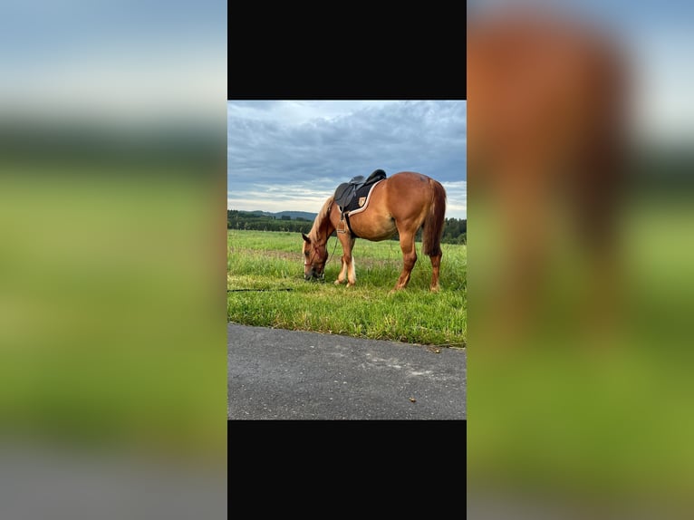Haflinger Stute 13 Jahre 155 cm Fuchs in Sulz am Neckar