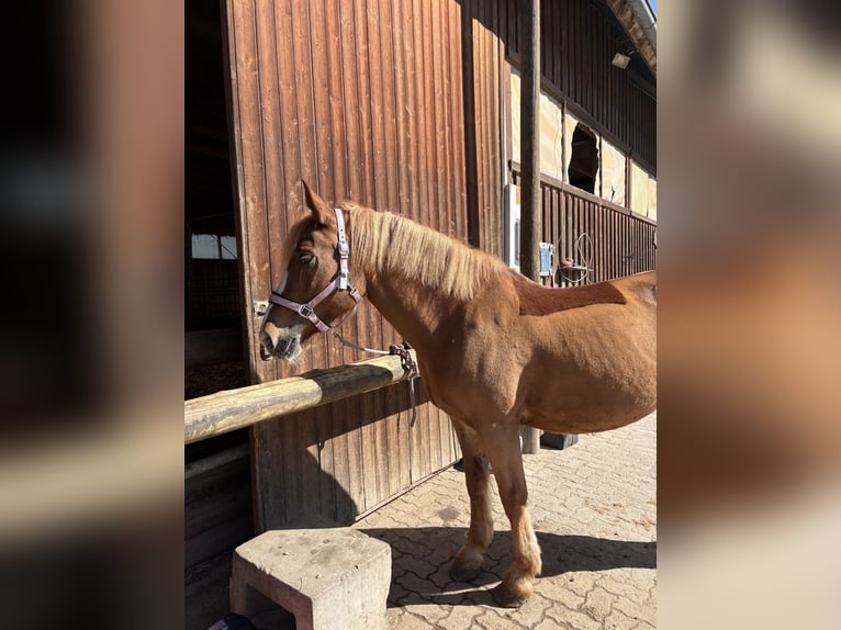 Haflinger Stute 13 Jahre 155 cm Fuchs in Sulz am Neckar