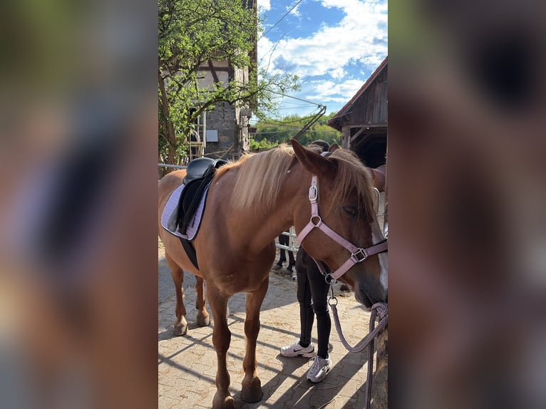 Haflinger Stute 13 Jahre 155 cm Fuchs in Sulz am Neckar