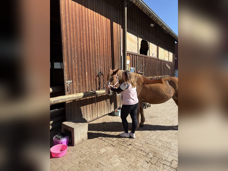 Haflinger Stute 13 Jahre 155 cm Fuchs in Sulz am Neckar