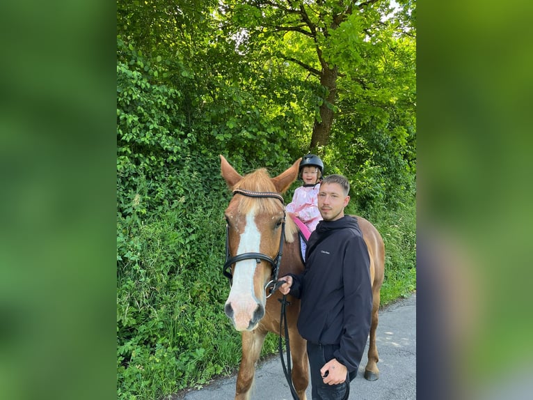 Haflinger Stute 13 Jahre 155 cm Fuchs in Sulz am Neckar