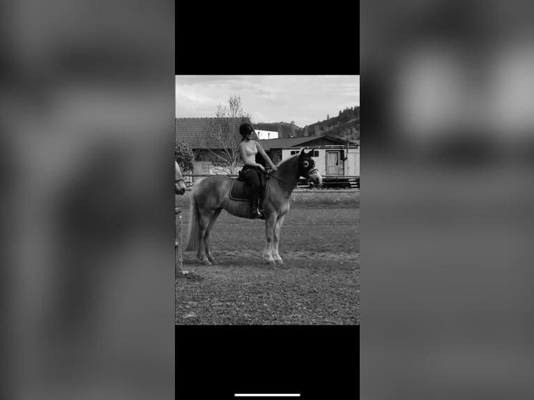 Haflinger Stute 13 Jahre 158 cm Fuchs in Pyrawang