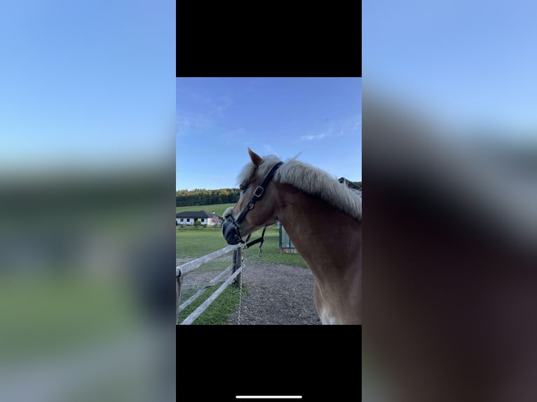 Haflinger Stute 13 Jahre 158 cm Fuchs in Pyrawang