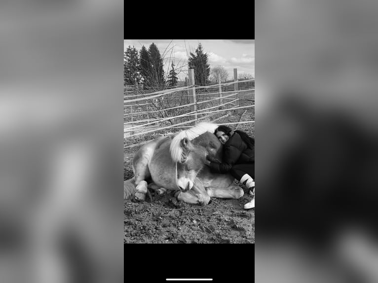 Haflinger Stute 13 Jahre 158 cm Fuchs in Pyrawang