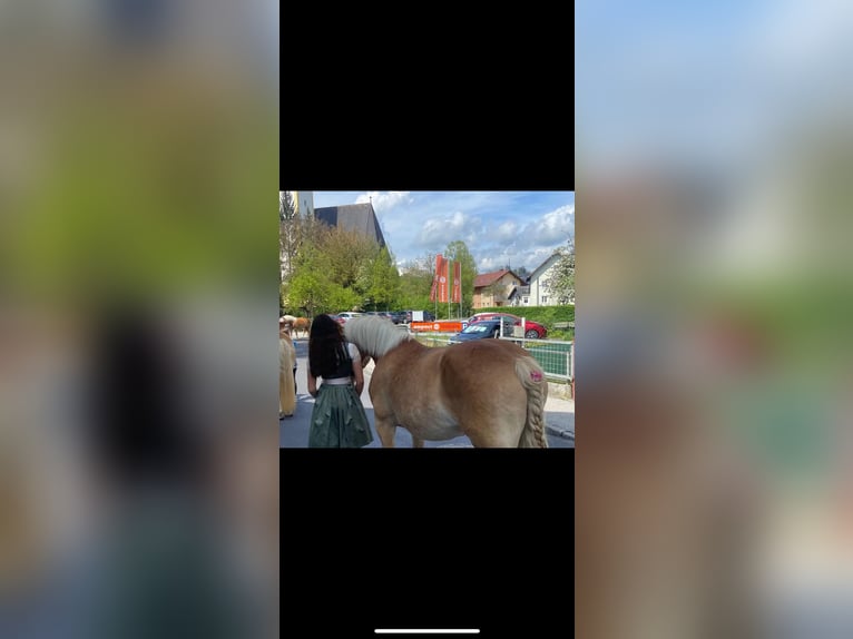 Haflinger Stute 13 Jahre 158 cm Fuchs in Pyrawang