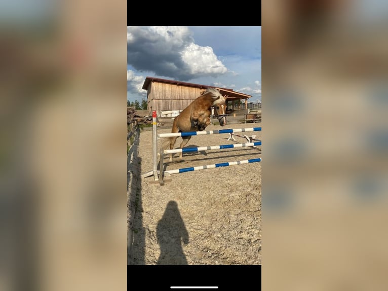 Haflinger Stute 13 Jahre 158 cm Fuchs in Pyrawang