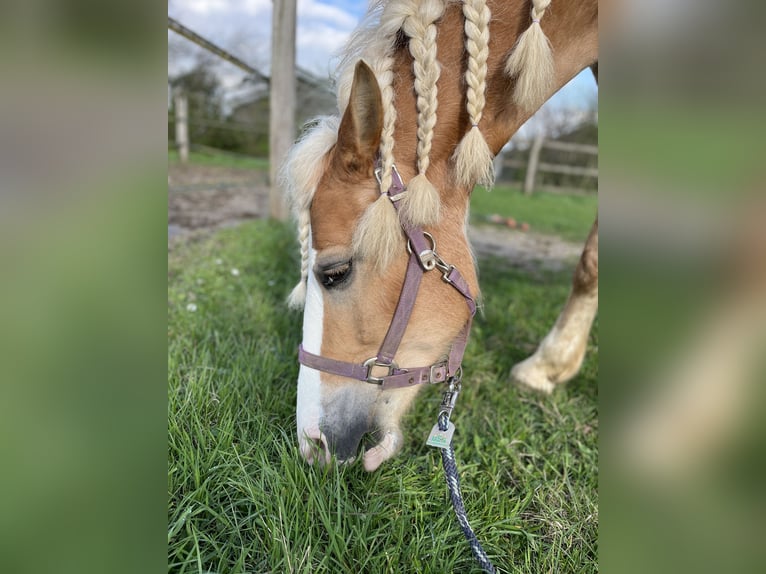 Haflinger Stute 13 Jahre 158 cm in Schwalmtal