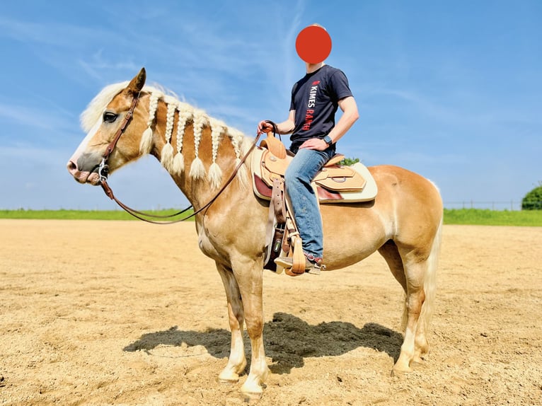 Haflinger Stute 13 Jahre 158 cm in Schwalmtal