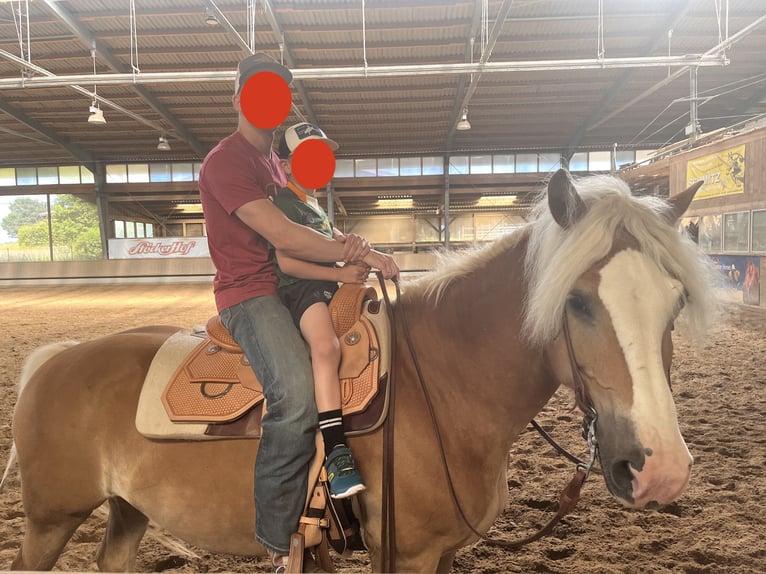 Haflinger Stute 13 Jahre 158 cm in Schwalmtal