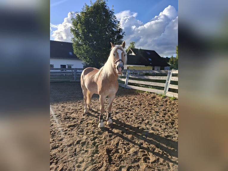 Haflinger Stute 13 Jahre  in Königsbronn-Zang