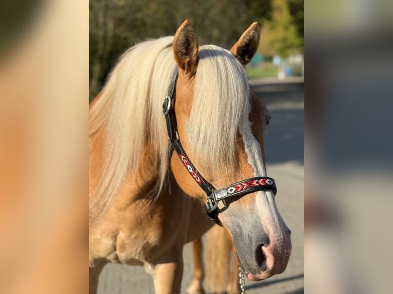 Haflinger Stute 13 Jahre Fuchs in Mainbernheim
