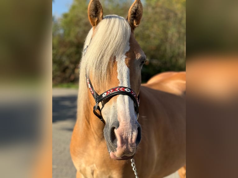 Haflinger Stute 13 Jahre Fuchs in Mainbernheim