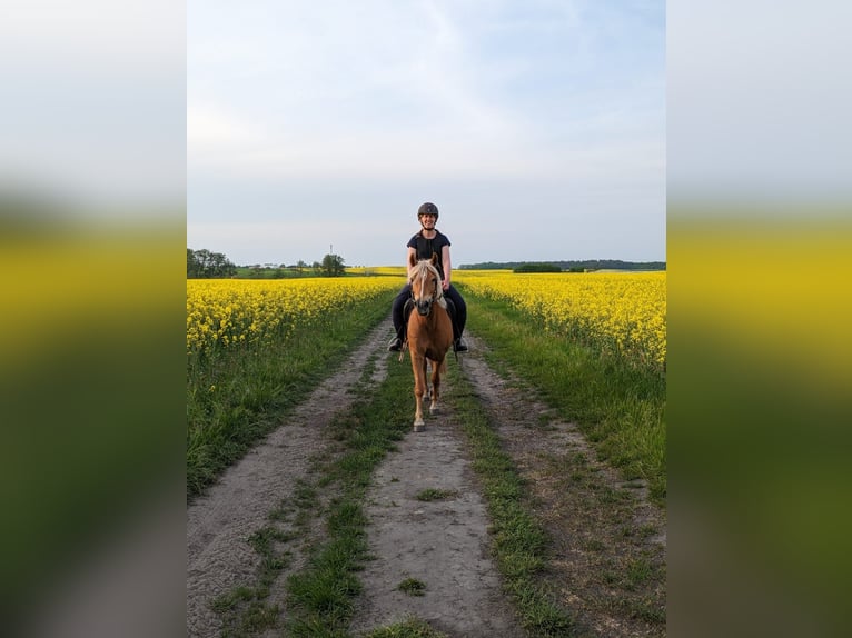 Haflinger Mix Stute 14 Jahre 141 cm in Glocksin