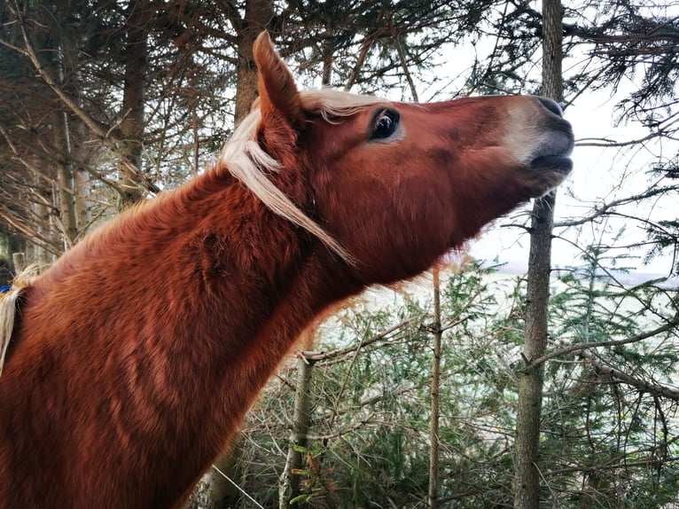 Haflinger Mix Stute 14 Jahre 141 cm in Glocksin