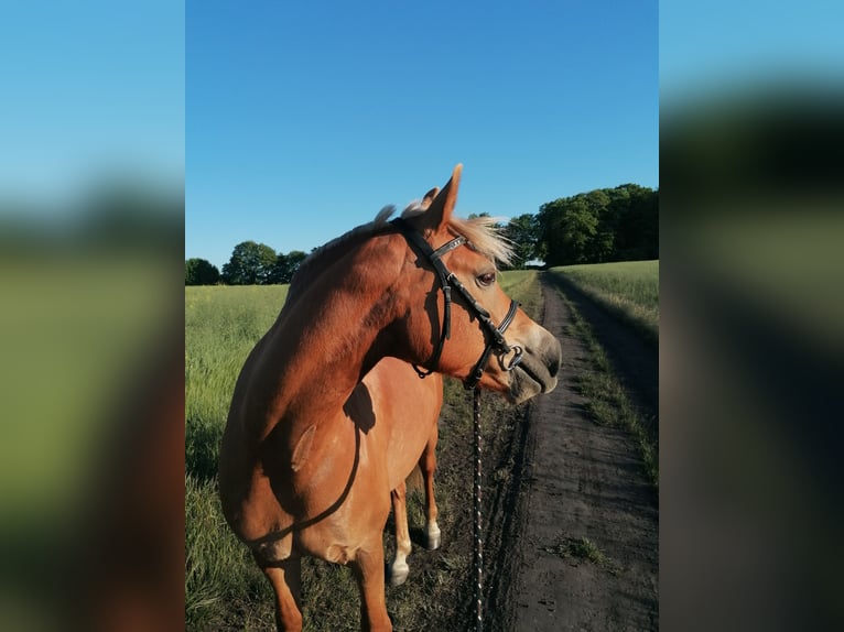 Haflinger Mix Stute 14 Jahre 141 cm in Glocksin