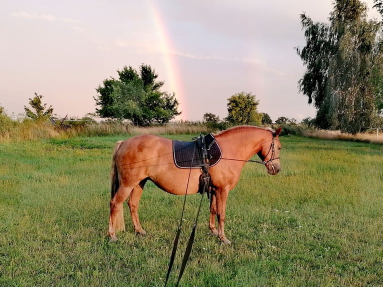 Haflinger Mix Stute 14 Jahre 141 cm in Glocksin