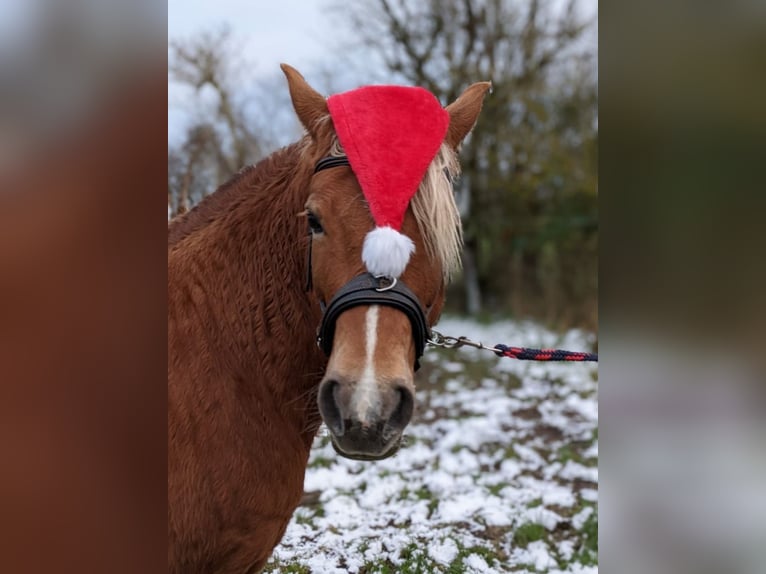 Haflinger Mix Stute 14 Jahre 141 cm in Glocksin
