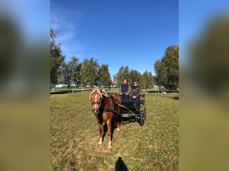 Haflinger Mix Stute 14 Jahre 141 cm in Glocksin