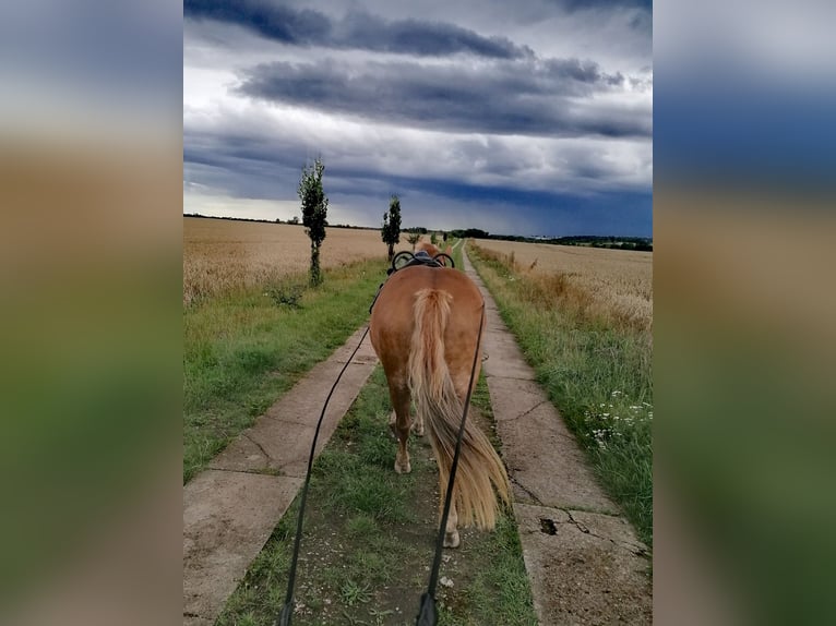 Haflinger Mix Stute 14 Jahre 141 cm in Glocksin