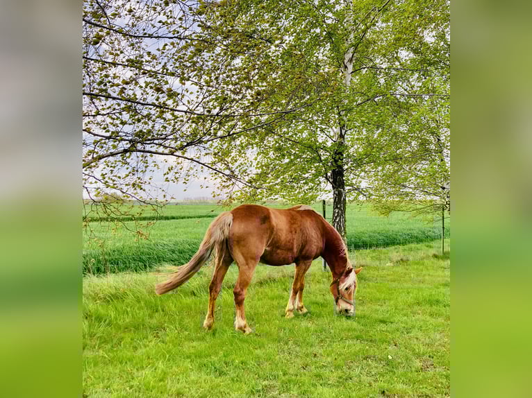 Haflinger Mix Stute 14 Jahre 141 cm in Glocksin